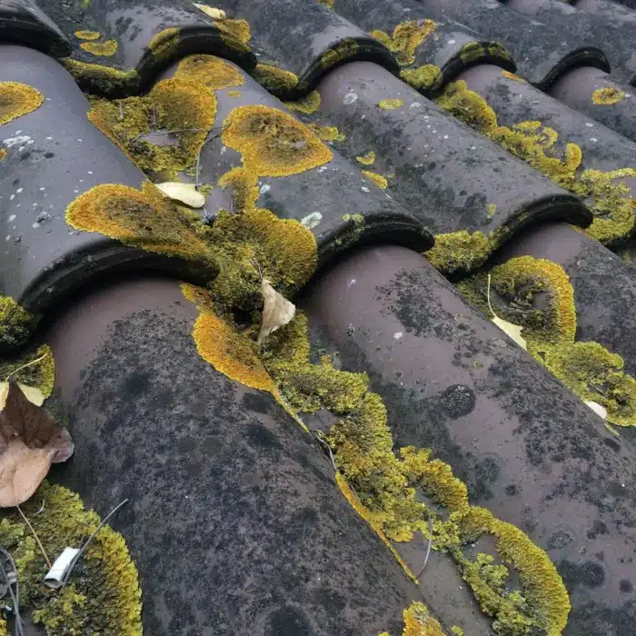 Toiture en tuiles recouvertes de mousse nécessitant un démoussage à Rouen.