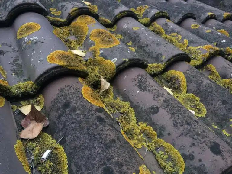 Toiture en tuiles recouvertes de mousse nécessitant un démoussage à Rouen.